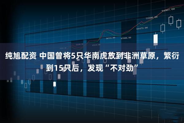纯旭配资 中国曾将5只华南虎放到非洲草原，繁衍到15只后，发现“不对劲”